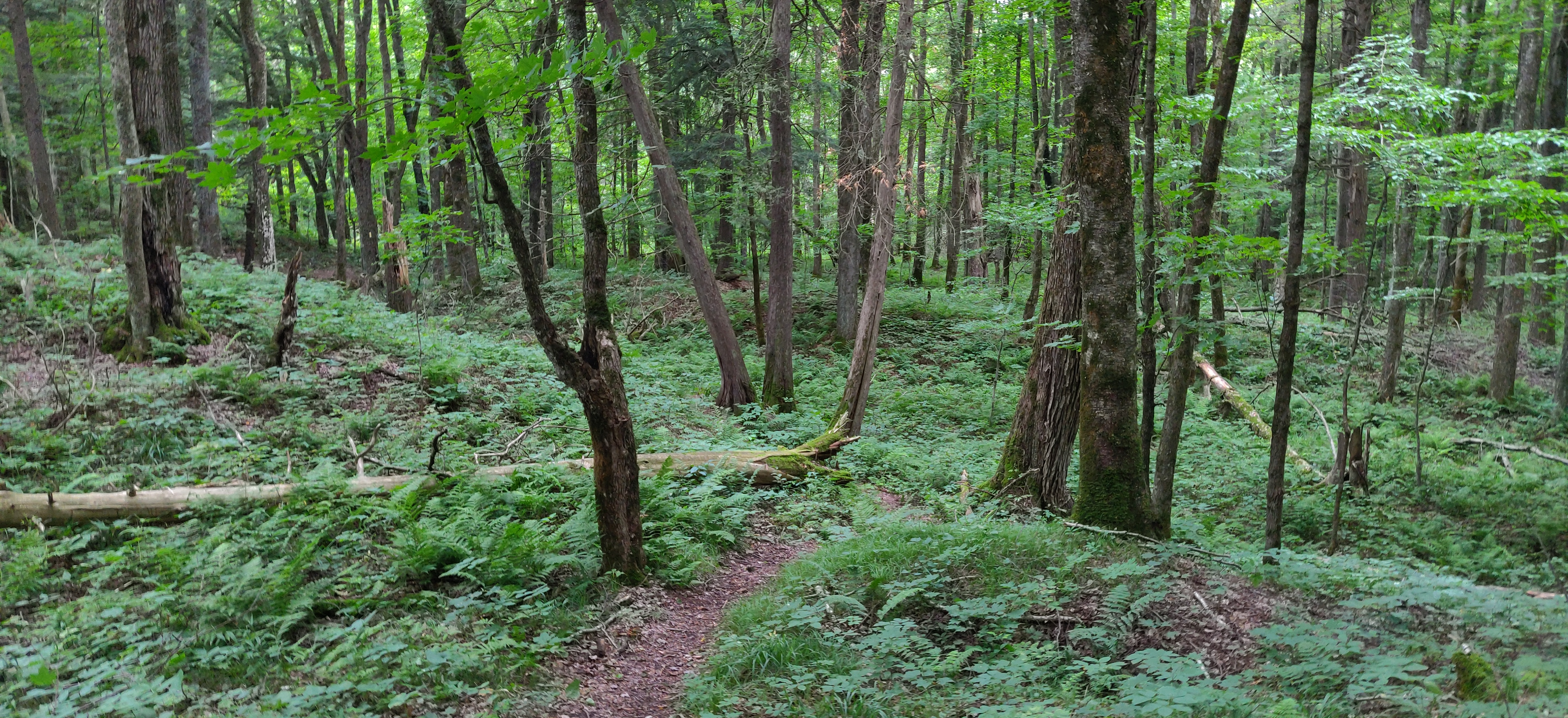 Photo of the Ice Age Trail in the Chequamegon-Nicolet National Forest, Wisconsin.